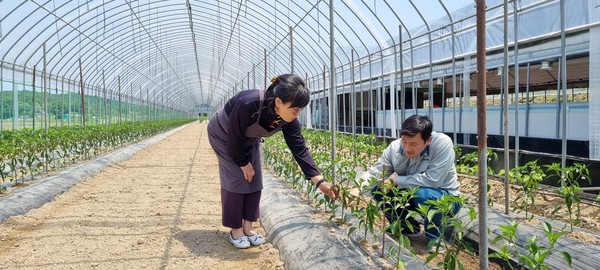 신나유 농장 이인우 대표와 체험멘토로 활동하는 아들 박상국 씨가 재배하고 있는 고추묘를 돌아보고 있다.